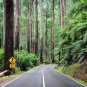 Mountain Ash Eucalyptus regnans 100 Seeds
