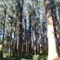 Mountain Ash Eucalyptus regnans 100 Seeds