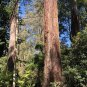 Mountain Ash Eucalyptus regnans 100 Seeds