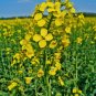 Canola Brassica napus 100 Seeds