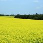 Canola Brassica napus 100 Seeds