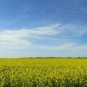 Canola Brassica napus 100 Seeds