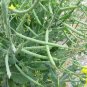 Canola Brassica napus 100 Seeds