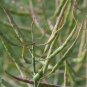 Canola Brassica napus 100 Seeds