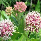 Showy Milkweed Asclepias speciosa 100 Seeds Showy Milkweed Asclepias speciosa 100 Seeds