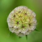Starflower Pincushion Flower Scabiosa stellata 100 Seeds