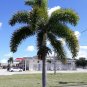 Foxtail Palm Wodyetia bifurcata 10 Seeds
