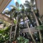 Foxtail Palm Wodyetia bifurcata 10 Seeds