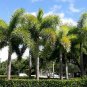 Foxtail Palm Wodyetia bifurcata 10 Seeds