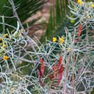 Silver Senna Cassia phyllodinea 20 Seeds