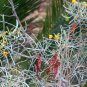 Silver Senna Cassia phyllodinea 20 Seeds