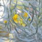 Silver Senna Cassia phyllodinea 20 Seeds