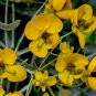Silver Senna Cassia phyllodinea 20 Seeds