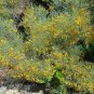 Silver Senna Cassia phyllodinea 20 Seeds