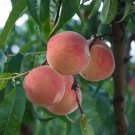 Peach Prunus persica 5 Seeds