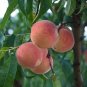 Peach Prunus persica 5 Seeds