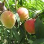Peach Prunus persica 5 Seeds