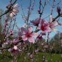 Peach Prunus persica 5 Seeds