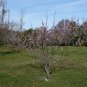 Peach Prunus persica 5 Seeds
