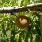 Peach Prunus persica 5 Seeds