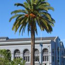 Canary Island Date Palm Phoenix canariensis 100 Seeds