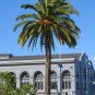 Canary Island Date Palm Phoenix canariensis 100 Seeds