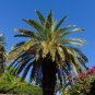 Canary Island Date Palm Phoenix canariensis 100 Seeds