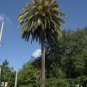 Canary Island Date Palm Phoenix canariensis 100 Seeds