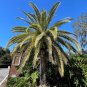 Canary Island Date Palm Phoenix canariensis 100 Seeds