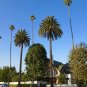 Canary Island Date Palm Phoenix canariensis 100 Seeds