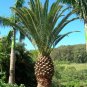 Canary Island Date Palm Phoenix canariensis 100 Seeds