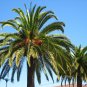 Canary Island Date Palm Phoenix canariensis 100 Seeds
