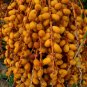 Canary Island Date Palm Phoenix canariensis 100 Seeds