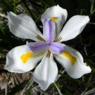 Wild Iris Fairy Iris Dietes grandiflora 100 Seeds Wild Iris Fairy Iris Dietes grandiflora 100 Seeds
