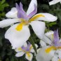 Wild Iris Fairy Iris Dietes grandiflora 100 Seeds