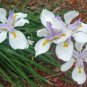 Wild Iris Fairy Iris Dietes grandiflora 100 Seeds