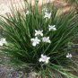 Wild Iris Fairy Iris Dietes grandiflora 100 Seeds