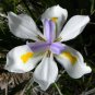 Wild Iris Fairy Iris Dietes grandiflora 100 Seeds