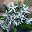 Ozark Bluestar 100 Seeds Amsonia illustris Ozark Bluestar 100 Seeds Amsonia illustris
