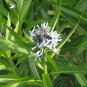 Ozark Bluestar 100 Seeds Amsonia illustris