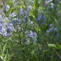 Ozark Bluestar 100 Seeds Amsonia illustris