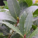 Bay Laurel  10 Seeds  Bay Leaf Tree  Laurus nobilis