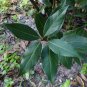Bay Laurel 10 Seeds Bay Leaf Tree Laurus nobilis