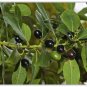 Bay Laurel 10 Seeds Bay Leaf Tree Laurus nobilis