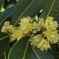 Bay Laurel 10 Seeds Bay Leaf Tree Laurus nobilis