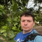Bay Laurel 10 Seeds Bay Leaf Tree Laurus nobilis