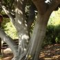 Bay Laurel 10 Seeds Bay Leaf Tree Laurus nobilis