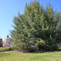 Bay Laurel 10 Seeds Bay Leaf Tree Laurus nobilis