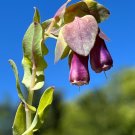 Blue Shrimp Plant Cerinthe major 20 Seeds Blue Shrimp Plant Cerinthe major 20 Seeds