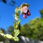 Blue Shrimp Plant Cerinthe major 20 Seeds